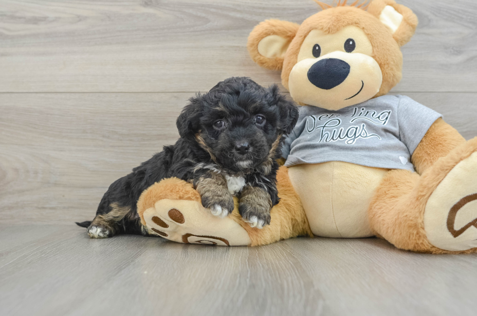 5 week old Mini Aussiedoodle Puppy For Sale - Lone Star Pups