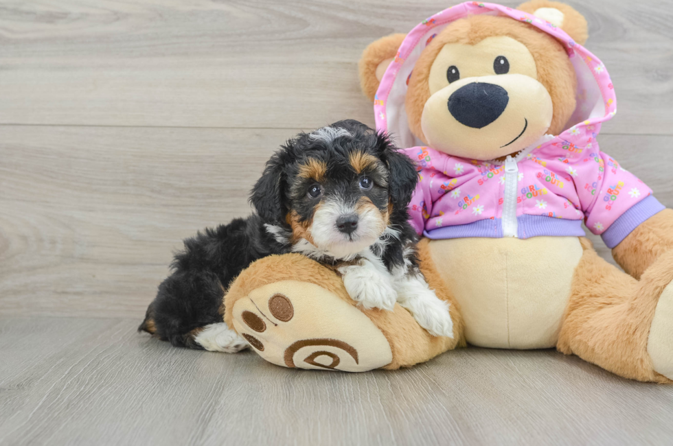 6 week old Mini Aussiedoodle Puppy For Sale - Lone Star Pups