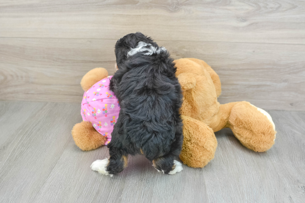 Petite Mini Aussiedoodle Poodle Mix Pup