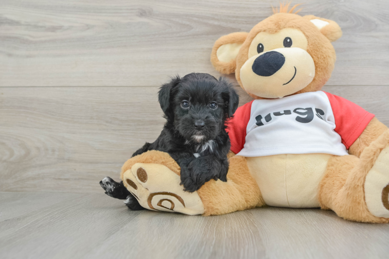 Meet Jodi - our Mini Aussiedoodle Puppy Photo 1/3 - Lone Star Pups