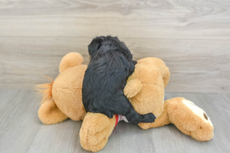 Meet Jodi - our Mini Aussiedoodle Puppy Photo 2/3 - Lone Star Pups