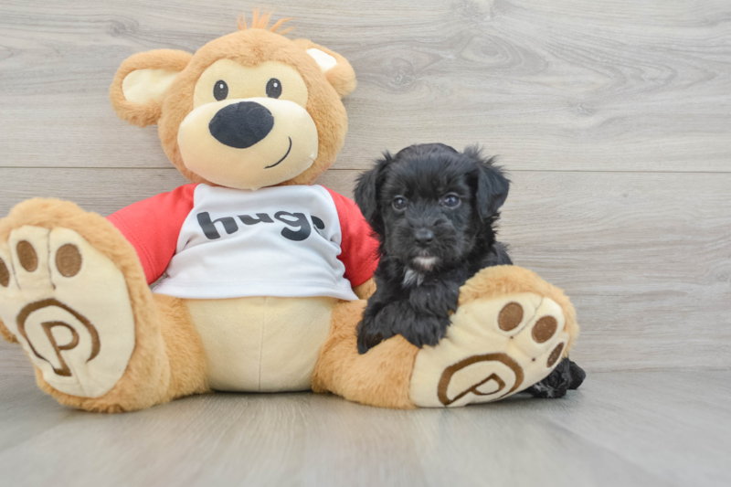 Meet Jodi - our Mini Aussiedoodle Puppy Photo 3/3 - Lone Star Pups