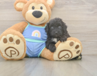 7 week old Mini Aussiedoodle Puppy For Sale - Lone Star Pups
