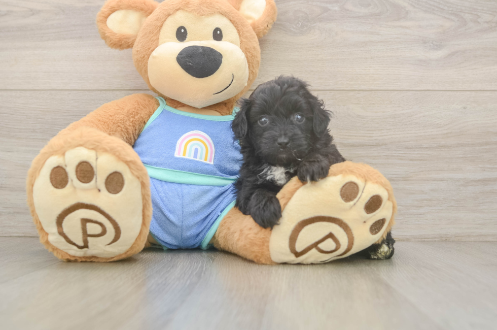 5 week old Mini Aussiedoodle Puppy For Sale - Lone Star Pups