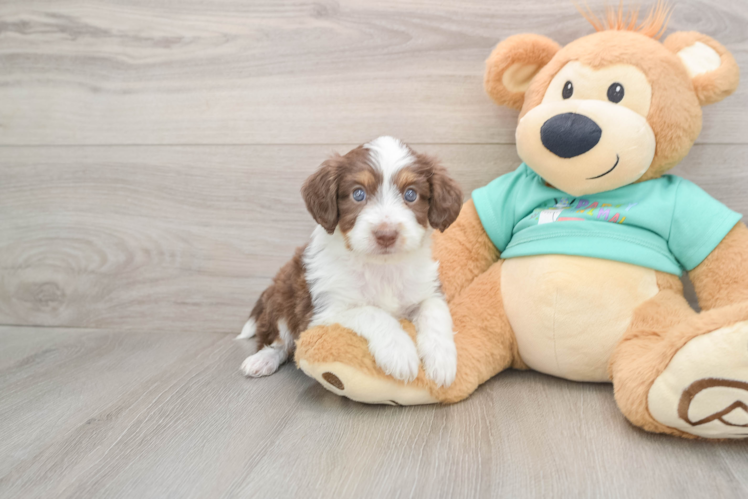 Playful Mini Aussiepoodle Poodle Mix Puppy
