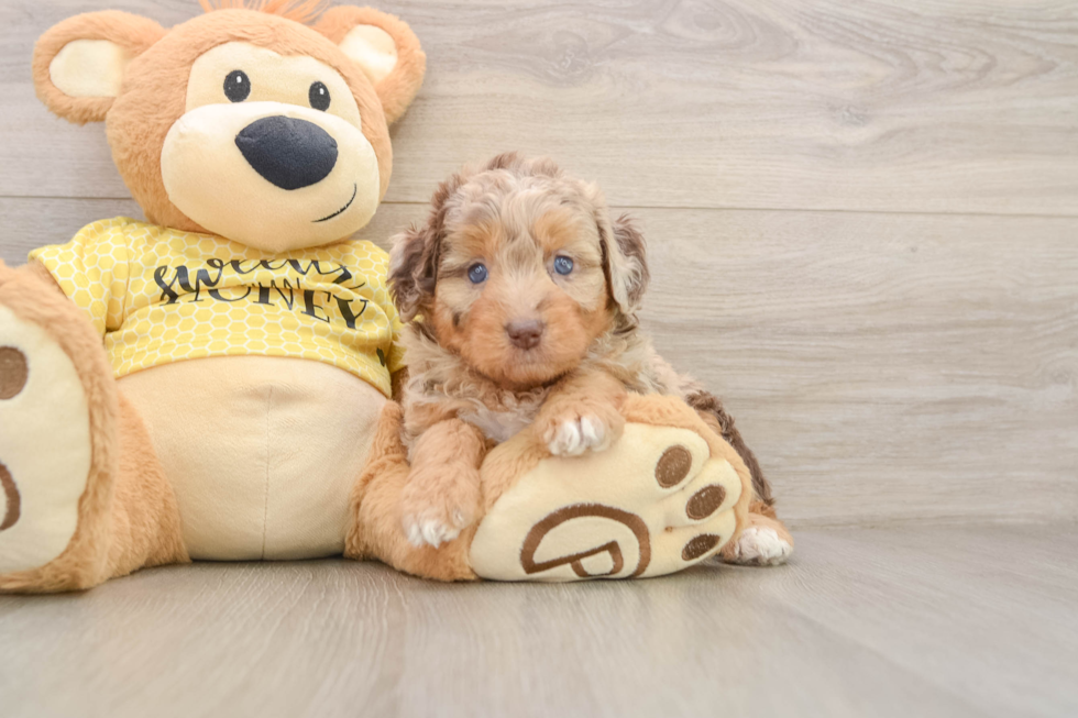 Small Mini Aussiedoodle Baby