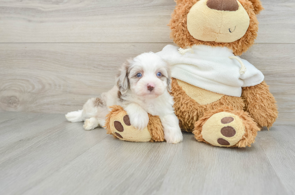 6 week old Mini Aussiedoodle Puppy For Sale - Lone Star Pups