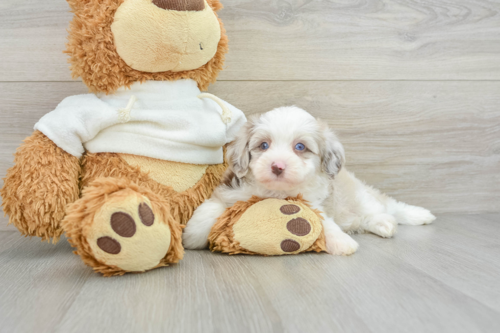 Sweet Mini Aussiedoodle Baby