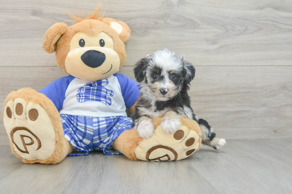 7 week old Mini Aussiedoodle Puppy For Sale - Lone Star Pups