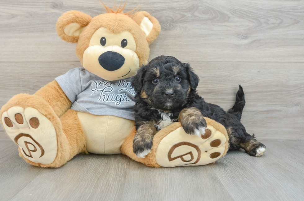 5 week old Mini Aussiedoodle Puppy For Sale - Lone Star Pups