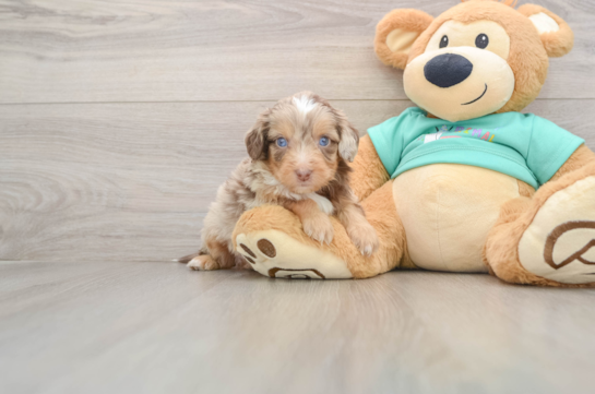 Energetic Aussie Poo Poodle Mix Puppy