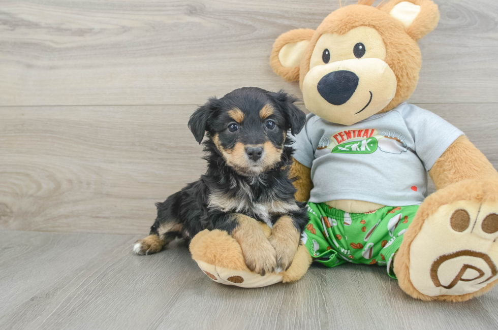 6 week old Mini Aussiedoodle Puppy For Sale - Lone Star Pups