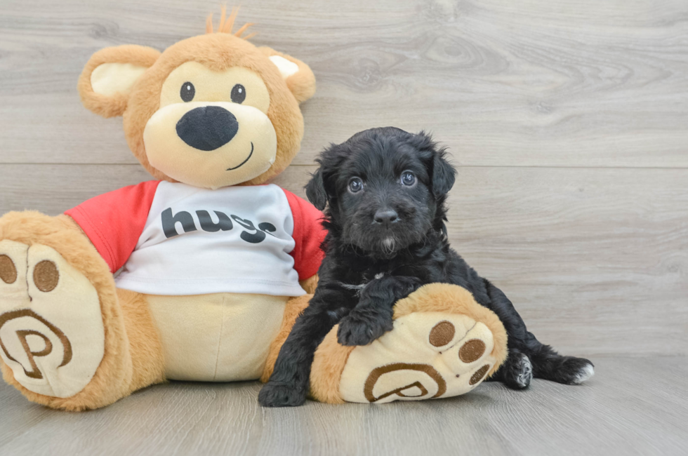 6 week old Mini Aussiedoodle Puppy For Sale - Lone Star Pups