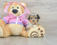 8 week old Mini Aussiedoodle Puppy For Sale - Lone Star Pups