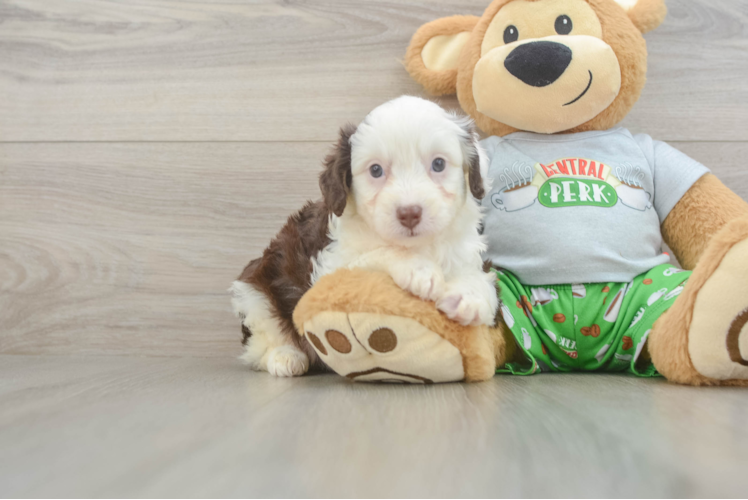 Mini Aussiedoodle Pup Being Cute