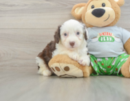 7 week old Mini Aussiedoodle Puppy For Sale - Lone Star Pups