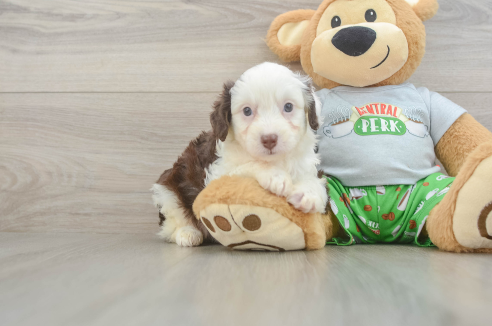 5 week old Mini Aussiedoodle Puppy For Sale - Lone Star Pups
