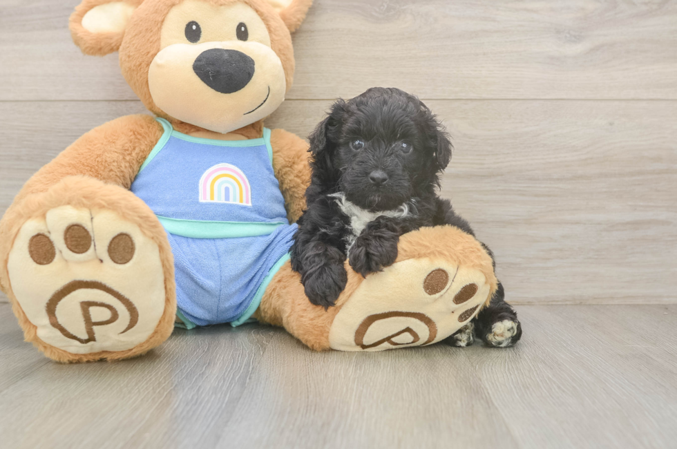 5 week old Mini Aussiedoodle Puppy For Sale - Lone Star Pups