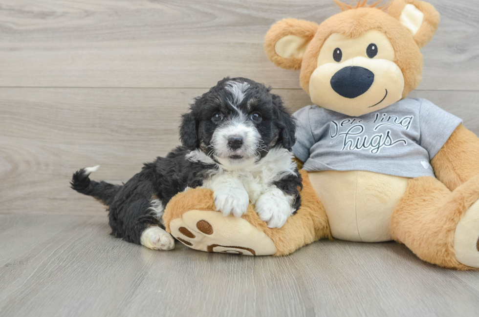 5 week old Mini Aussiedoodle Puppy For Sale - Lone Star Pups