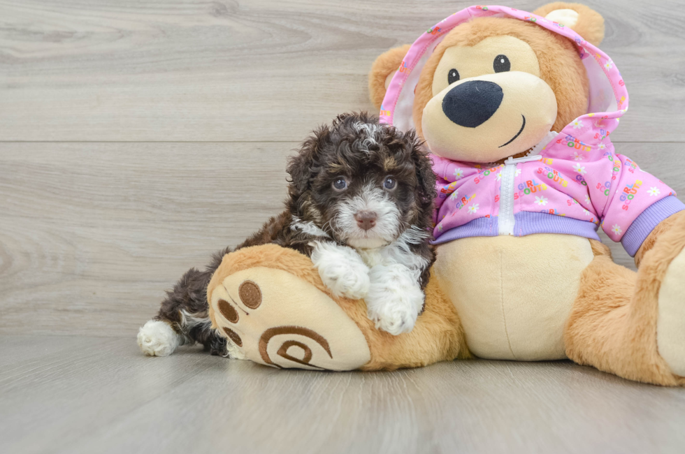 6 week old Mini Aussiedoodle Puppy For Sale - Lone Star Pups