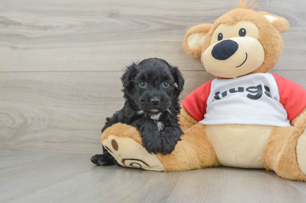 6 week old Mini Aussiedoodle Puppy For Sale - Lone Star Pups