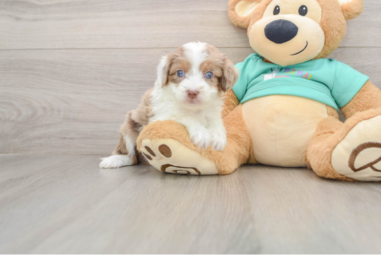 Smart Mini Aussiedoodle Poodle Mix Pup