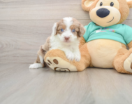 7 week old Mini Aussiedoodle Puppy For Sale - Lone Star Pups