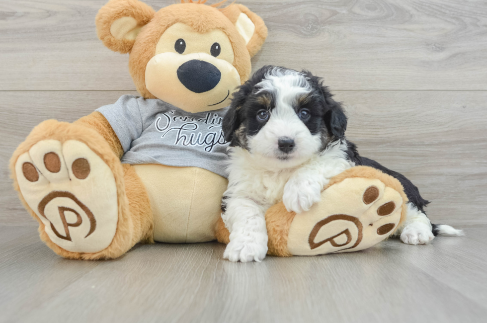 5 week old Mini Aussiedoodle Puppy For Sale - Lone Star Pups