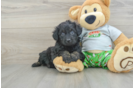 Popular Mini Aussiedoodle Poodle Mix Pup