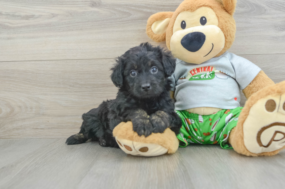 6 week old Mini Aussiedoodle Puppy For Sale - Lone Star Pups