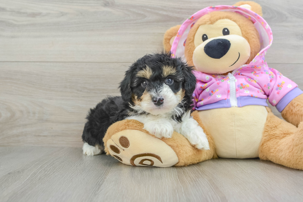 Fluffy Mini Aussiedoodle Poodle Mix Pup