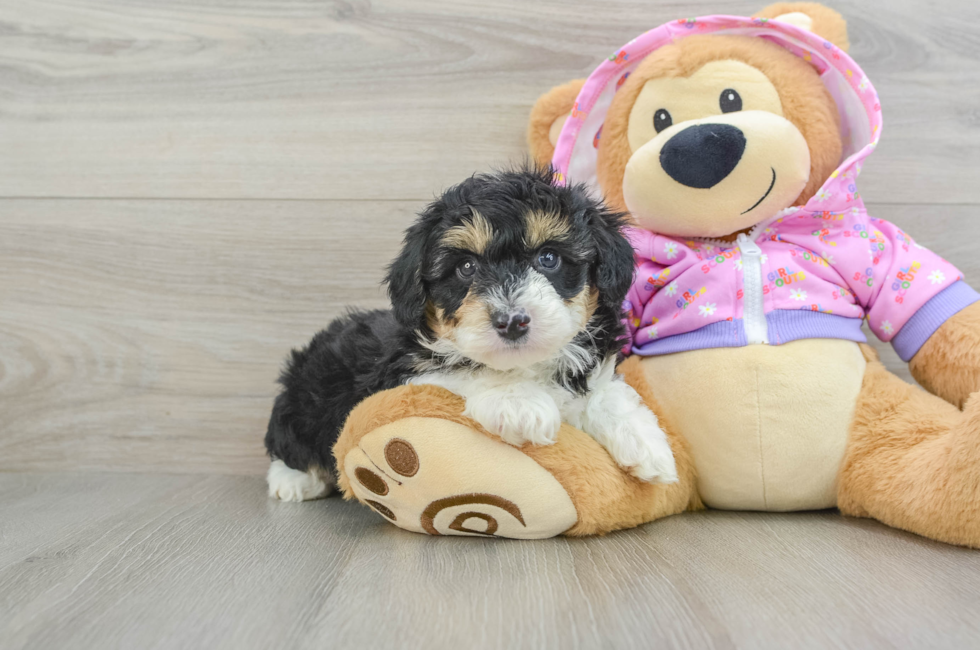 6 week old Mini Aussiedoodle Puppy For Sale - Lone Star Pups