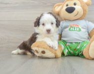 7 week old Mini Aussiedoodle Puppy For Sale - Lone Star Pups