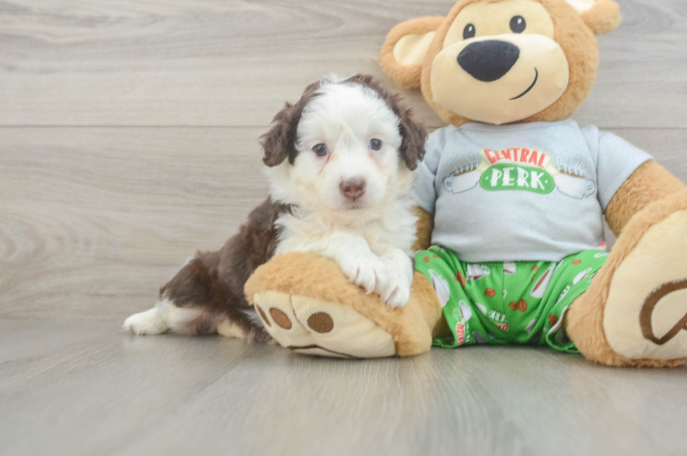 5 week old Mini Aussiedoodle Puppy For Sale - Lone Star Pups