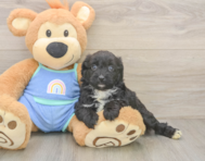 6 week old Mini Aussiedoodle Puppy For Sale - Lone Star Pups