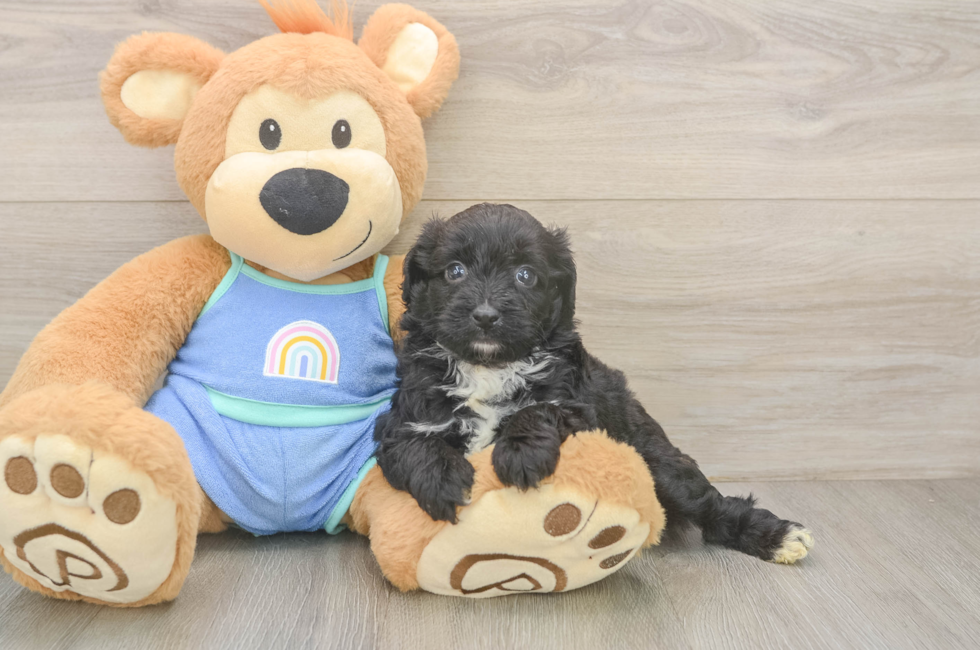 5 week old Mini Aussiedoodle Puppy For Sale - Lone Star Pups