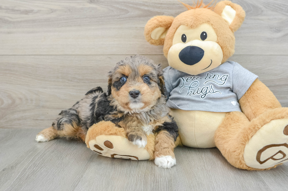 5 week old Mini Aussiedoodle Puppy For Sale - Lone Star Pups