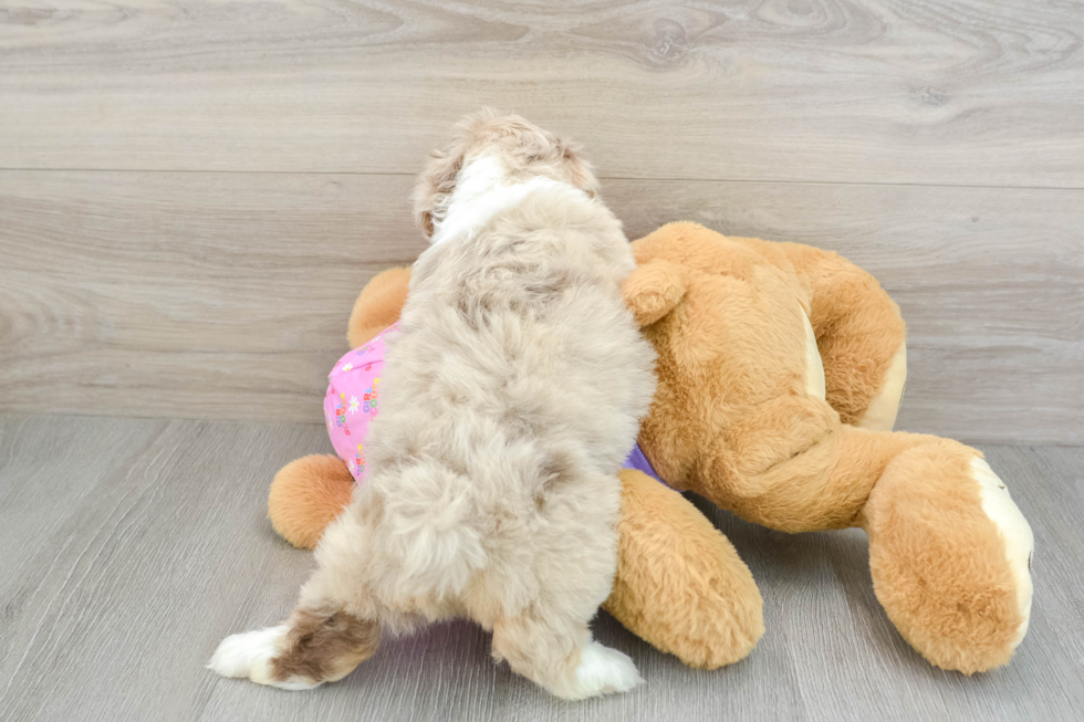 Mini Aussiedoodle Puppy for Adoption