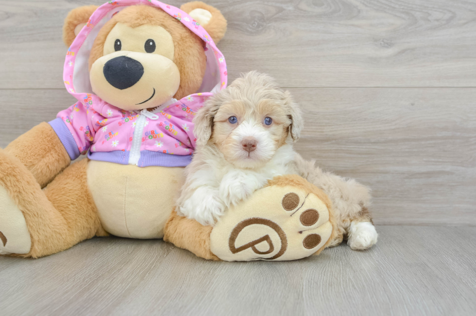 6 week old Mini Aussiedoodle Puppy For Sale - Lone Star Pups