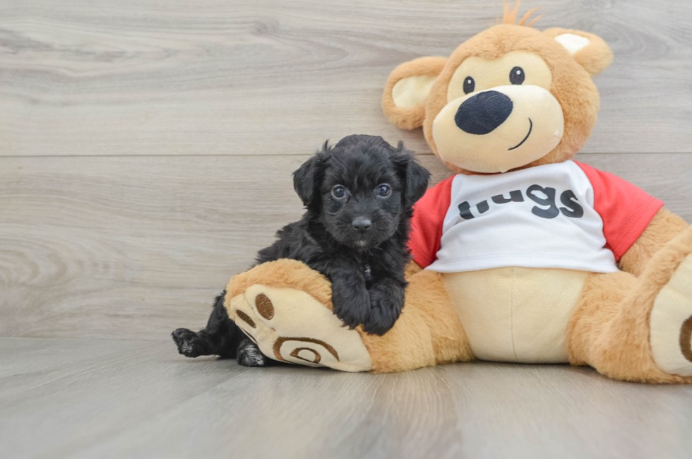 6 week old Mini Aussiedoodle Puppy For Sale - Lone Star Pups