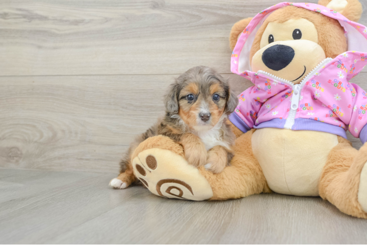 Mini Aussiedoodle Pup Being Cute