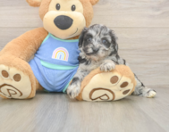 7 week old Mini Aussiedoodle Puppy For Sale - Lone Star Pups