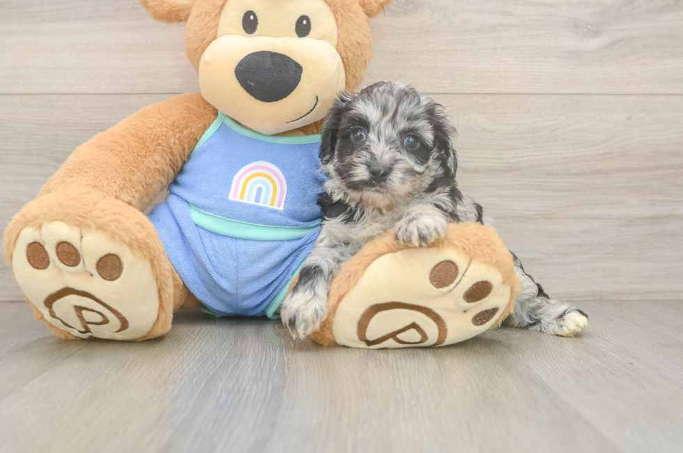 5 week old Mini Aussiedoodle Puppy For Sale - Lone Star Pups