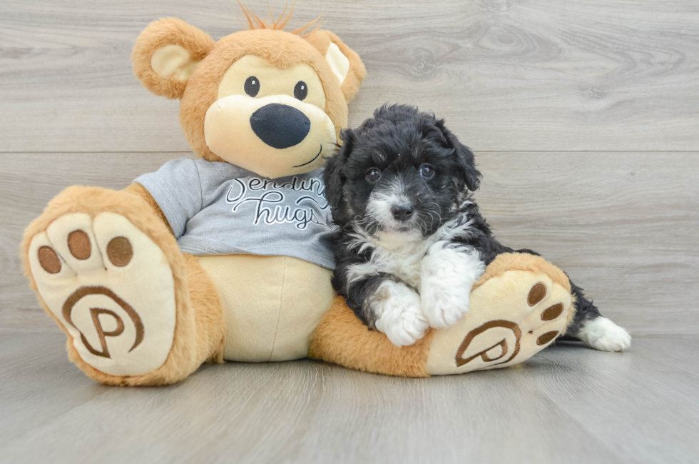 5 week old Mini Aussiedoodle Puppy For Sale - Lone Star Pups