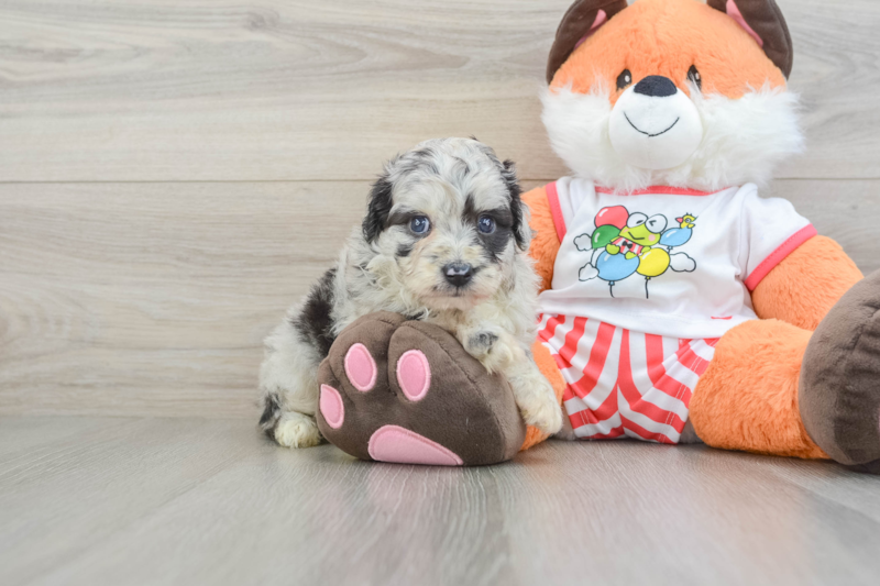 Meet Juniper - our Mini Aussiedoodle Puppy Photo 1/3 - Lone Star Pups