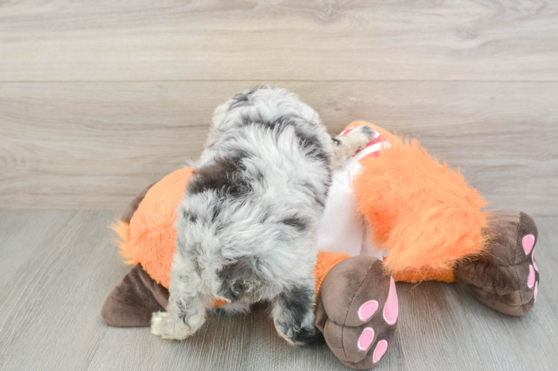 Meet Juniper - our Mini Aussiedoodle Puppy Photo 2/3 - Lone Star Pups