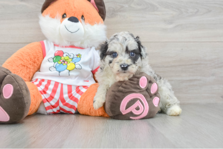 Petite Mini Aussiedoodle Poodle Mix Pup