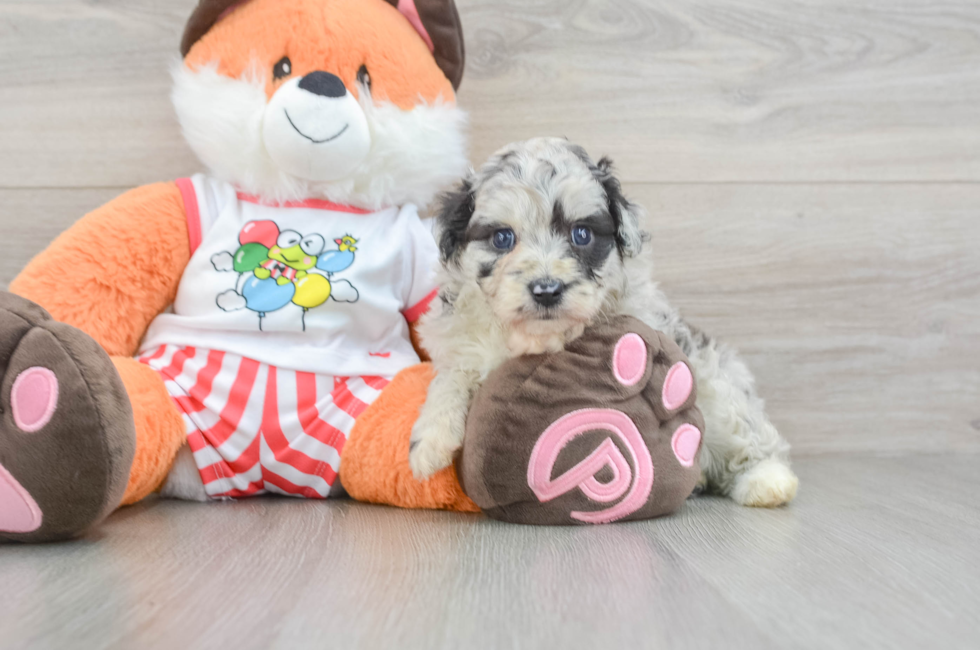 5 week old Mini Aussiedoodle Puppy For Sale - Lone Star Pups