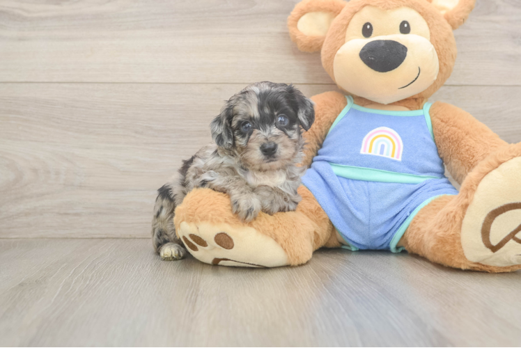 Sweet Mini Aussiedoodle Baby