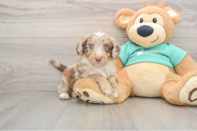 Mini Aussiedoodle Pup Being Cute